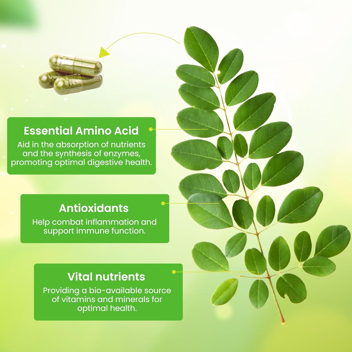 1200 mg Freeze Dried Moringa Oleifera Capsules - Immunity, Energy & Joint Health Support - 60 ct