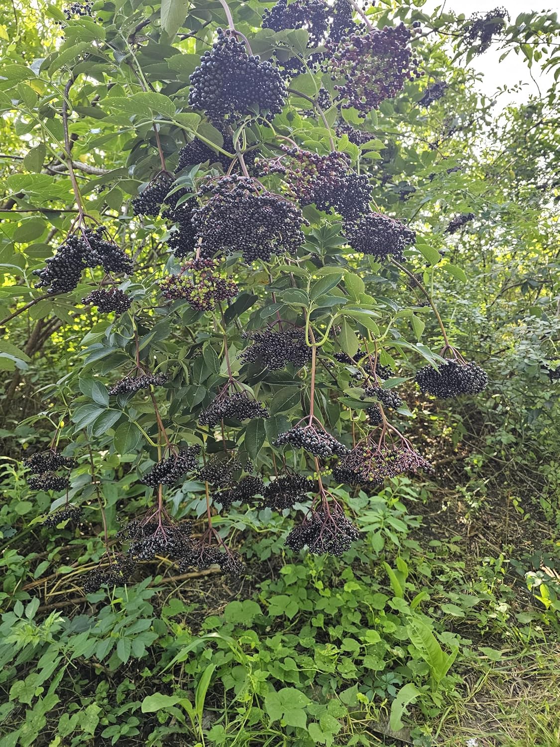 2oz Organic Non-GMO Elderberry Tincture from Gaia Farms - Winter Immune Support
