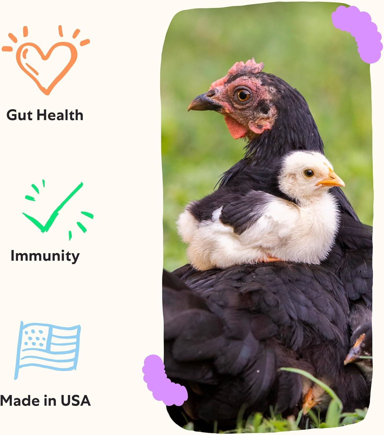 30-Day Supply of Grubbly Farms Prebiotics and Probiotics for Chickens