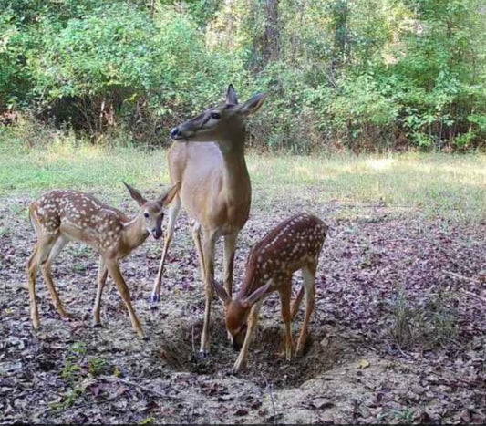 30lbs Mineral Attractant Original Flavor 4 Bags - Dynalik Brand