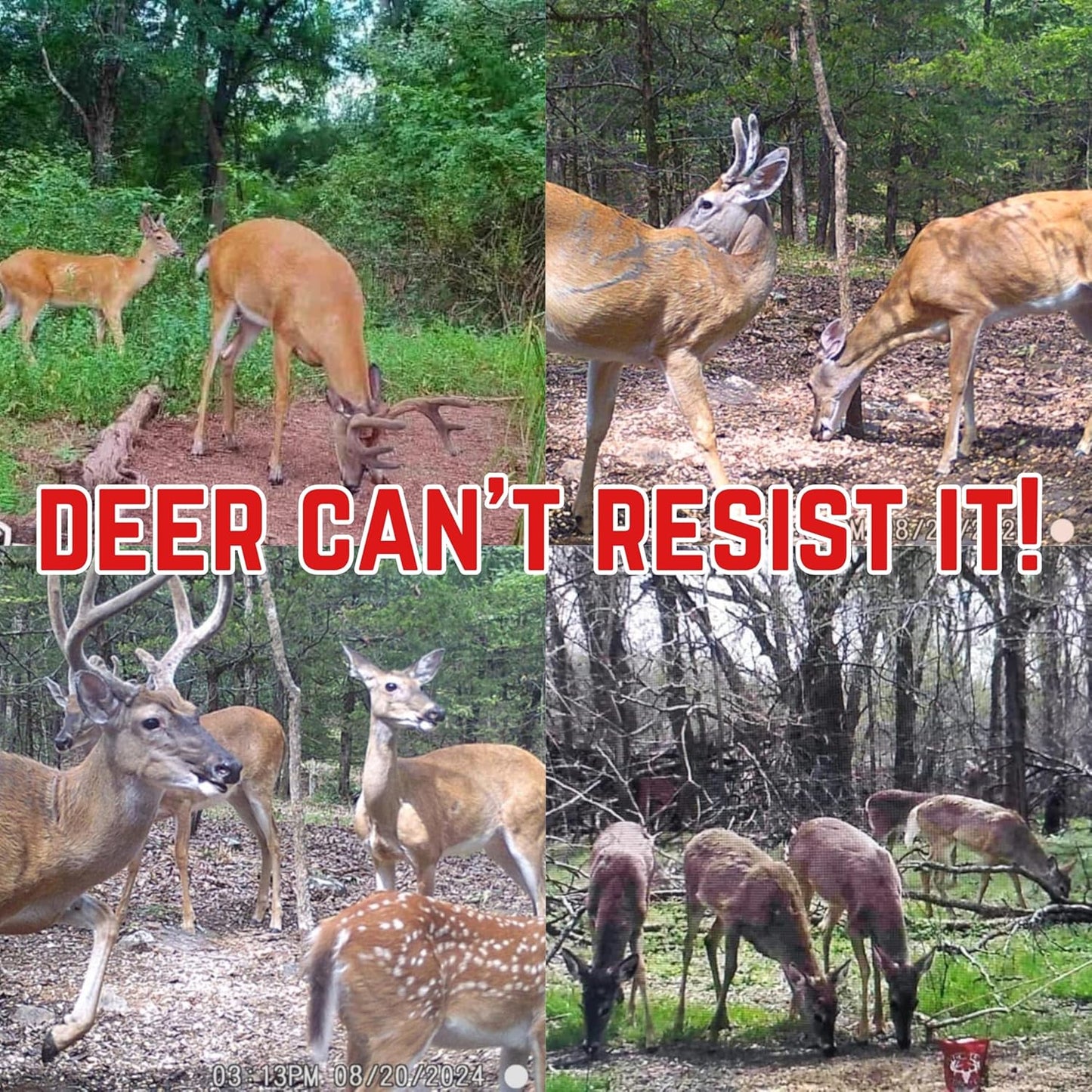 4lb Bag of Lick'Em Stick'Em Deer Attractant | Natural Powder for Year-Round Hunting | Long-Lasting Wildlife Tracking and Nutrient-Rich Deer Lure