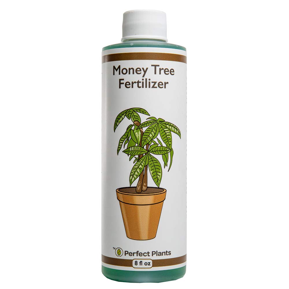 premium-liquid-money-tree-fertilizer---8oz-concentrated-pachira-aquatica-fertilizer-for-indoor-outdoor-use---ideal-for-containerized-money-trees-1