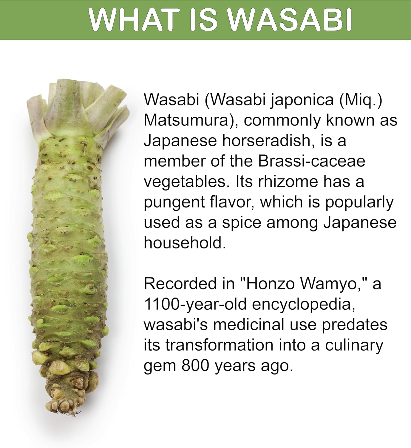 60 Vegetable Capsules of JIPANG Ginger Wasabi Dietary Supplement with Alpinia Zerumbet and Wasabi Sulfinyl