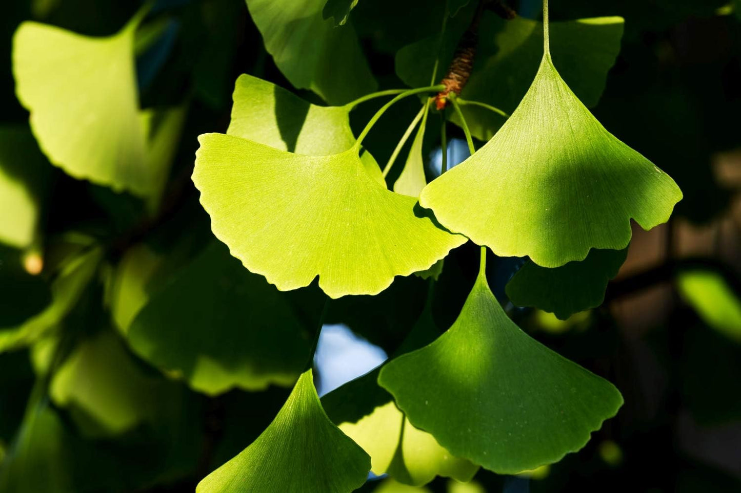 100g-health-embassy-ginkgo-biloba-leaf---100-natural-ginkgo-biloba-l-supplement-8
