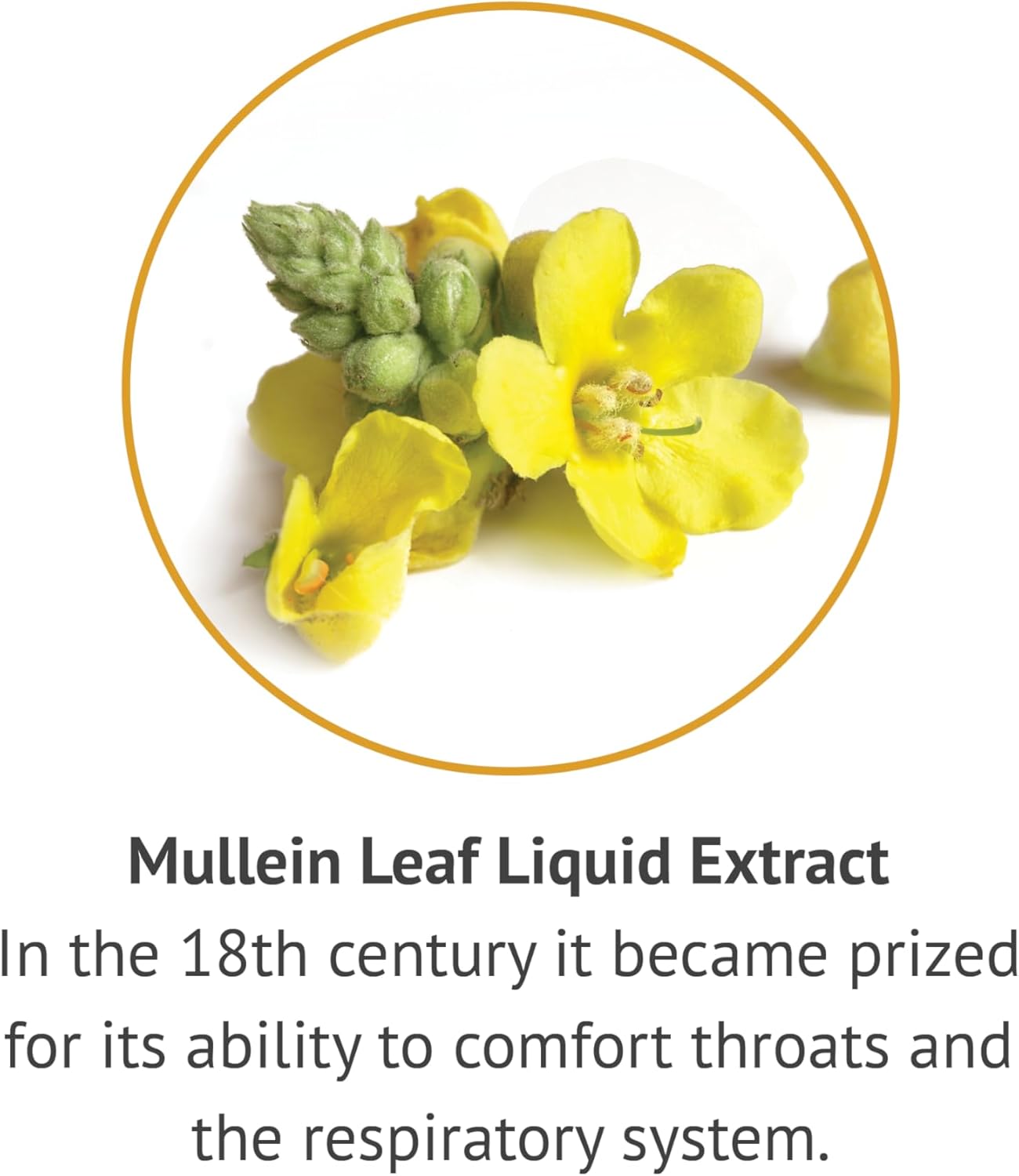 mullein-leaf-liquid-extract---alcohol-free-traditional-respiratory-support---1-fl-oz---gluten-free---botanic-choice-4