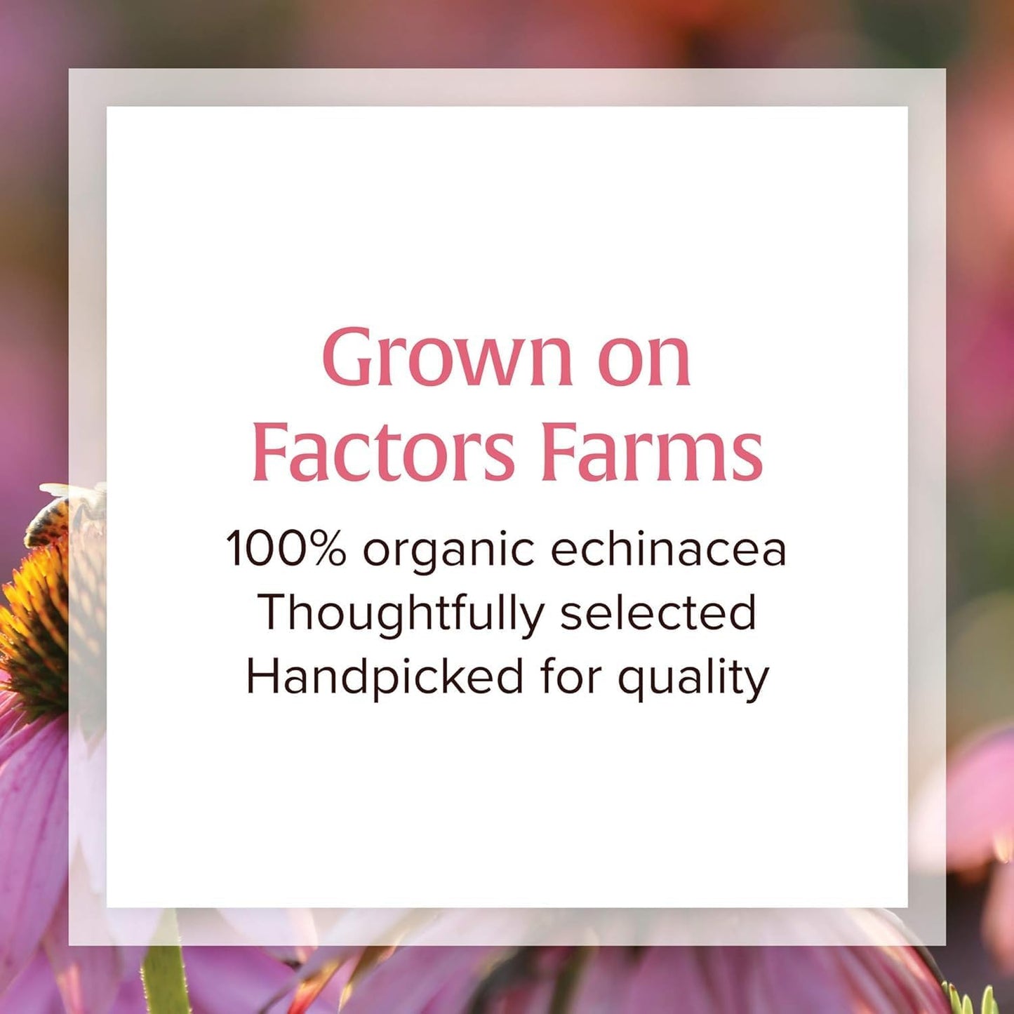 organic-echinacea-supplement-for-immune-support---anti-v-liquid-formula-by-natural-factors-non-gmo-100-servings-34-oz-5