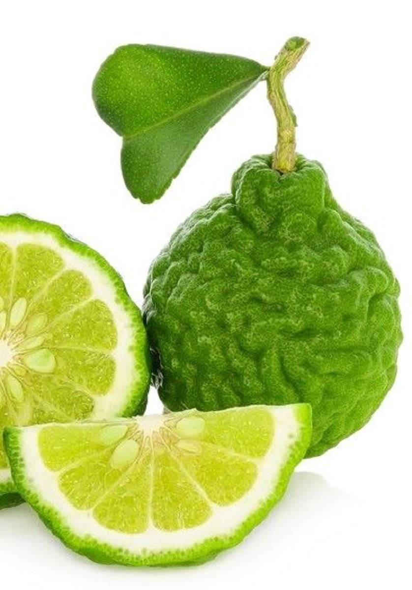 organic-bergamot-citrus-earl-grey-tea-with-italian-bergamot-oil-for-autophagy-and-detox---24-bio-degradable-pyramid-tea-bags-4