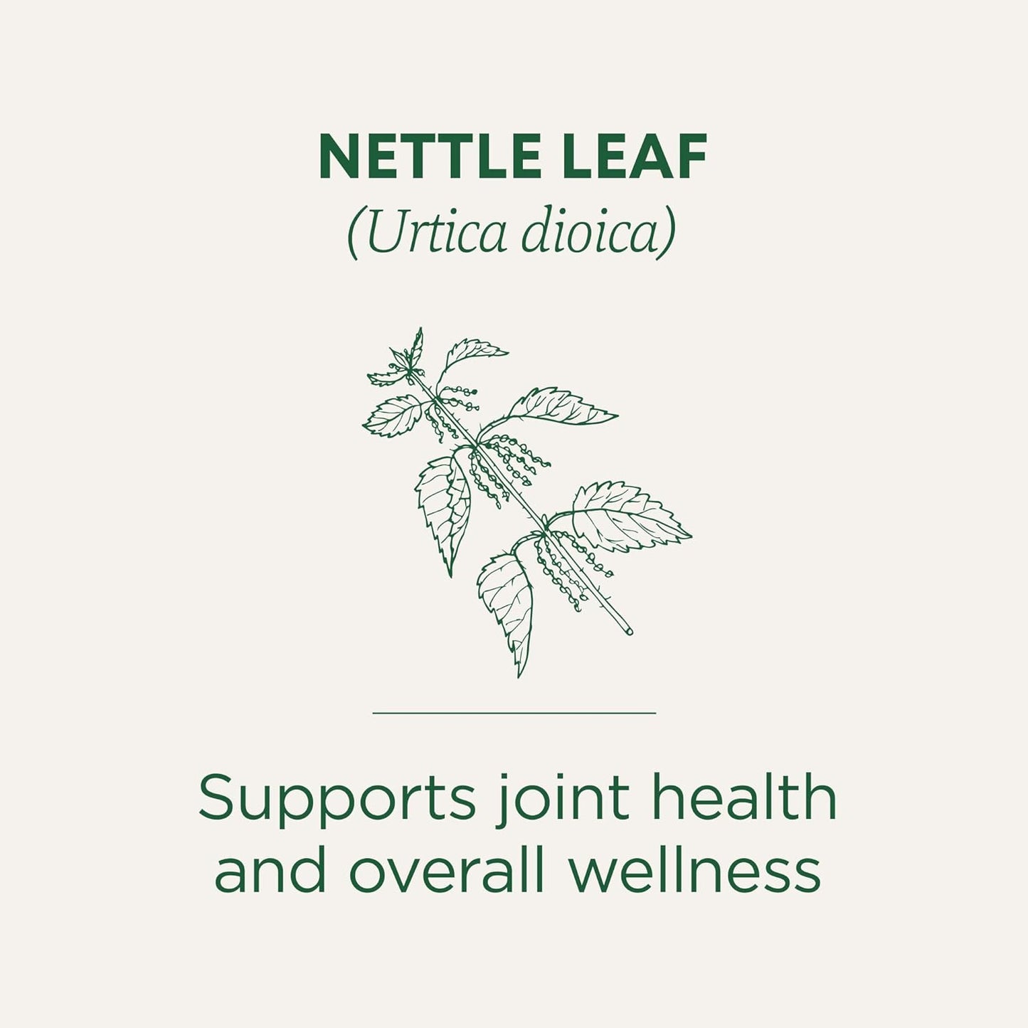 organic-nettle-herbal-leaf-tea---96-tea-bags-16-bags-per-pack-pack-of-6-by-traditional-medicinals-2