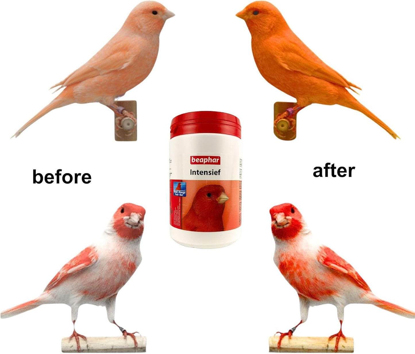 bohena-intensief-red-factor-canary-food-coloring-for-optimal-health-and-stunning-plumage---global-luxury-management---500g-2