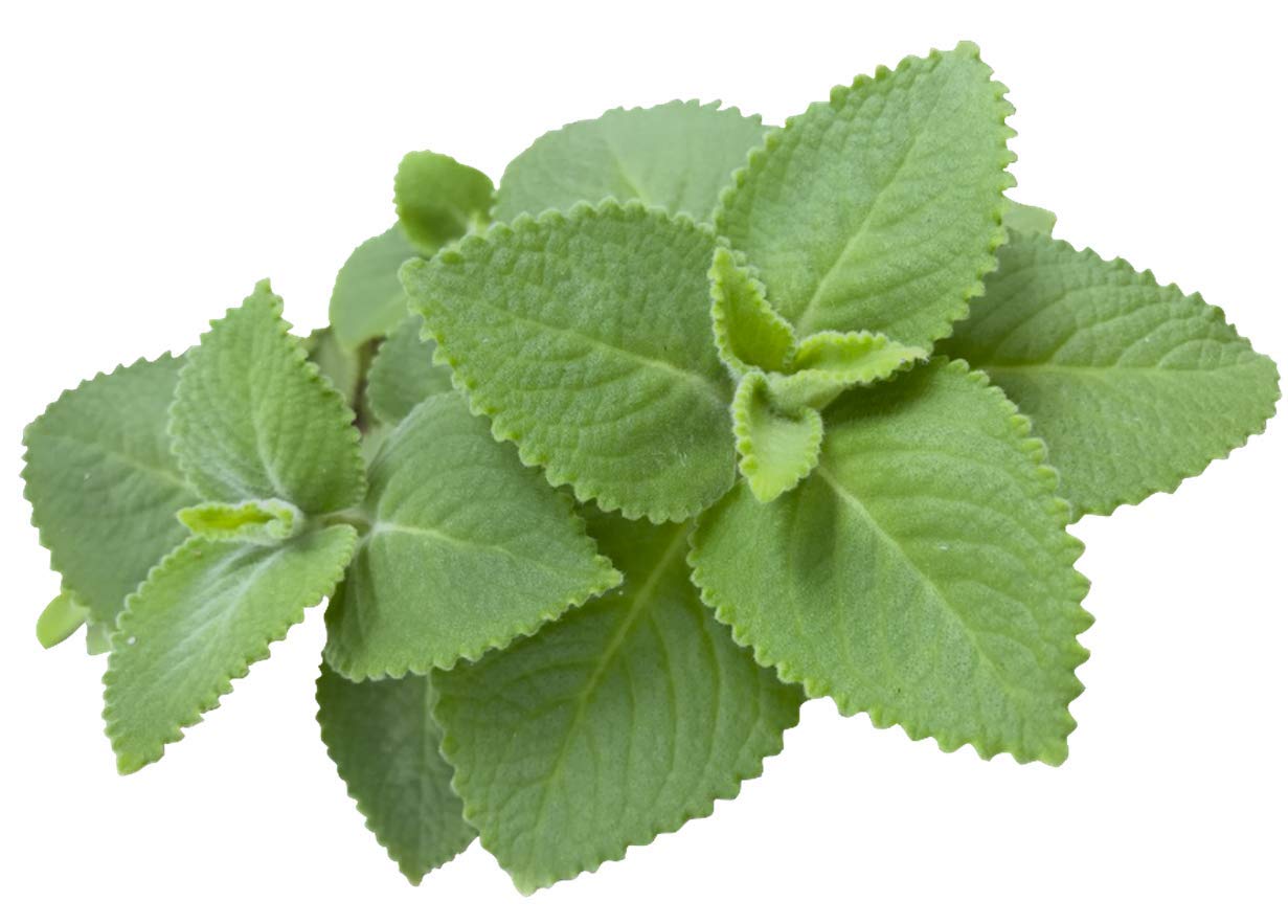 cuban-oregano-seeds---eunivus-2-variety-for-home-gardening-3