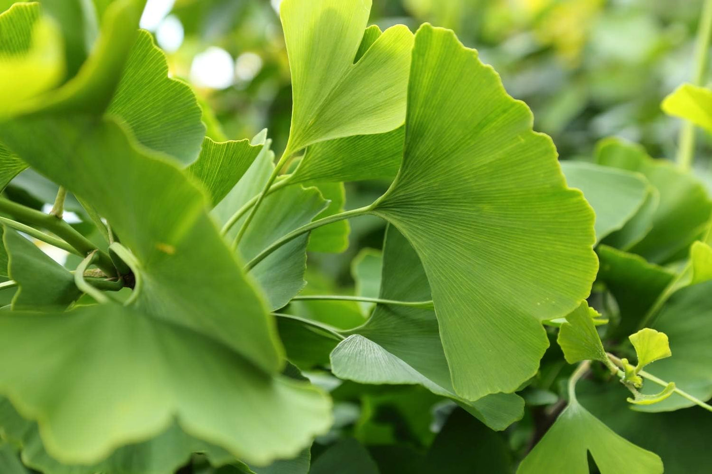 100g-health-embassy-ginkgo-biloba-leaf---100-natural-ginkgo-biloba-l-supplement-9