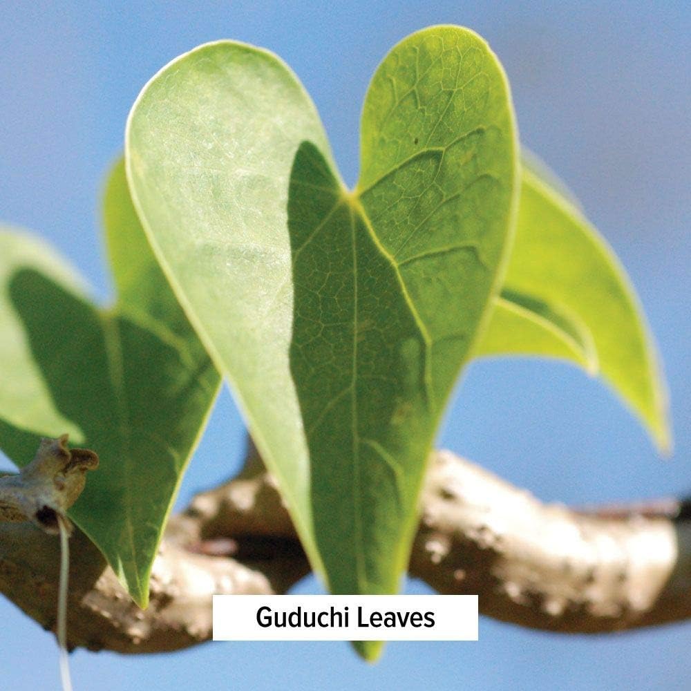 organic-guduchi-stem-powder-for-liver-immune-support---1-lb---non-gmo-vegan---banyan-botanicals-5