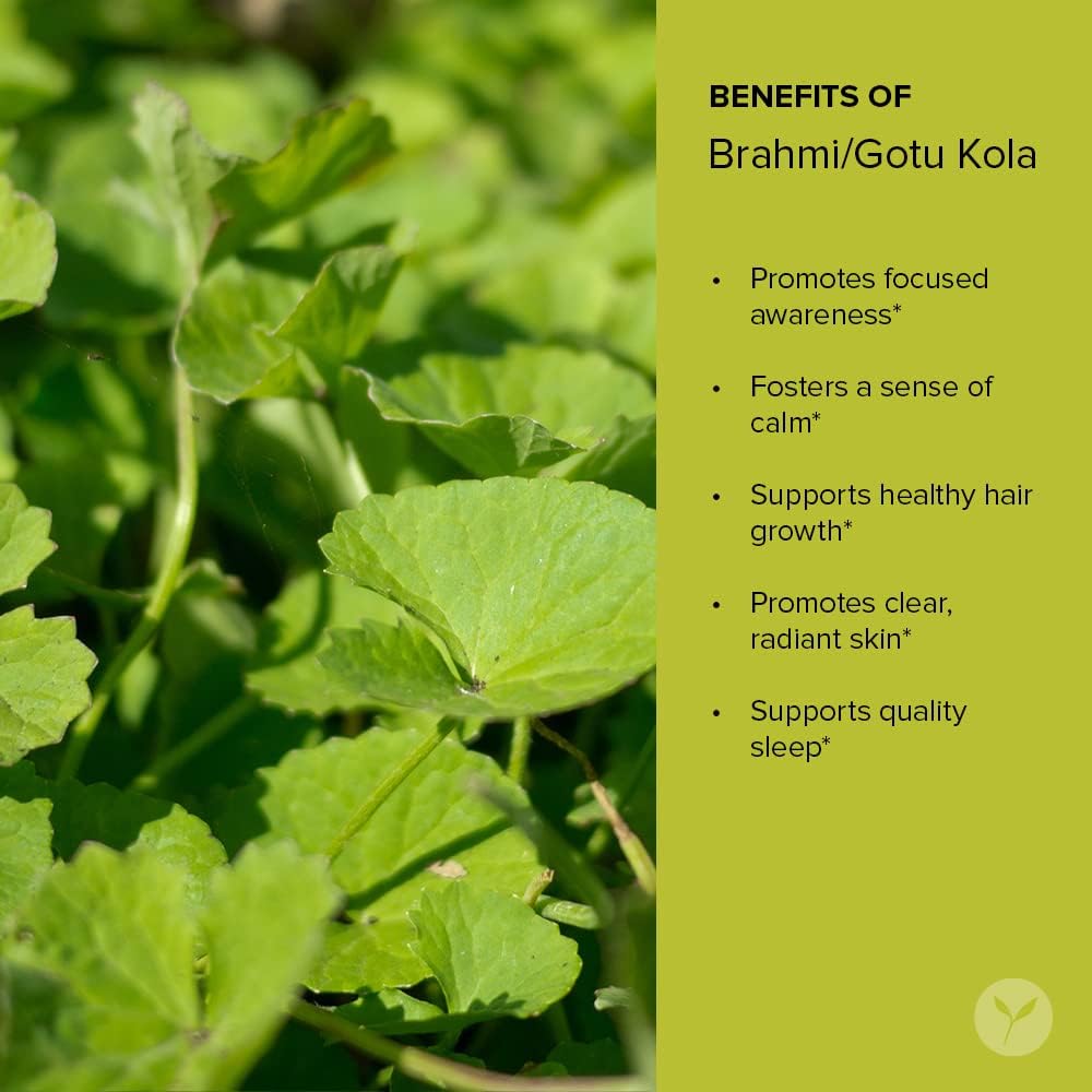 organic-brahmigotu-kola-powder-for-focus-calm---lb---non-gmo-vegan---centella-asiatica-supplement-3