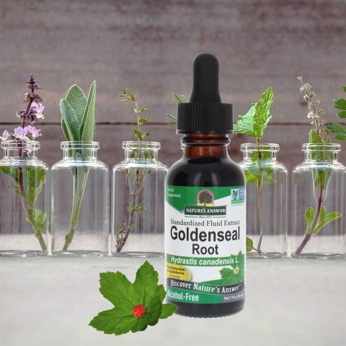 alcohol-free-golden-seal-root-extract-1oz-hydrastine-berberine-immune-booster-lung-health-single-count-3