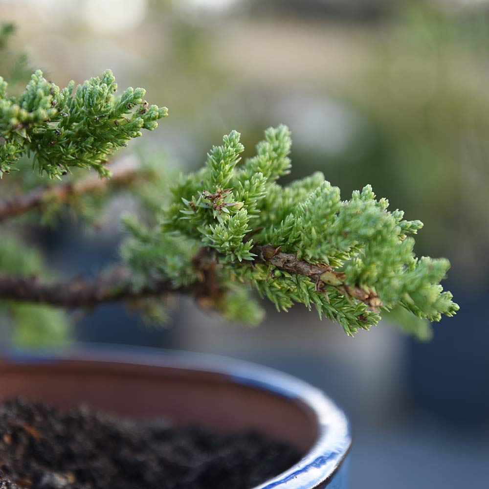 premium-8oz-liquid-bonsai-fertilizer-for-indoor-and-outdoor-trees---concentrated-formula-for-all-bonsai-varieties---ideal-for-potted-plants-5