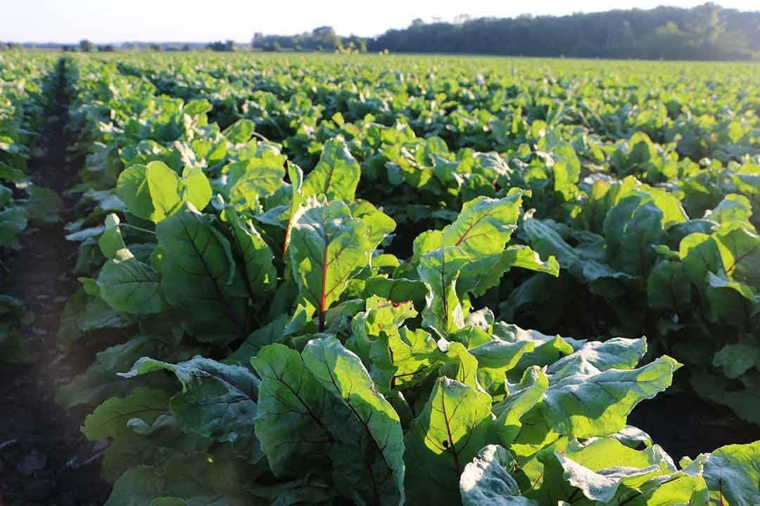 standard-process-tuna-omega-3-oil-epa-and-dha-softgels-for-brain-eye-skin-and-hair-health---gluten-free---120ct-4