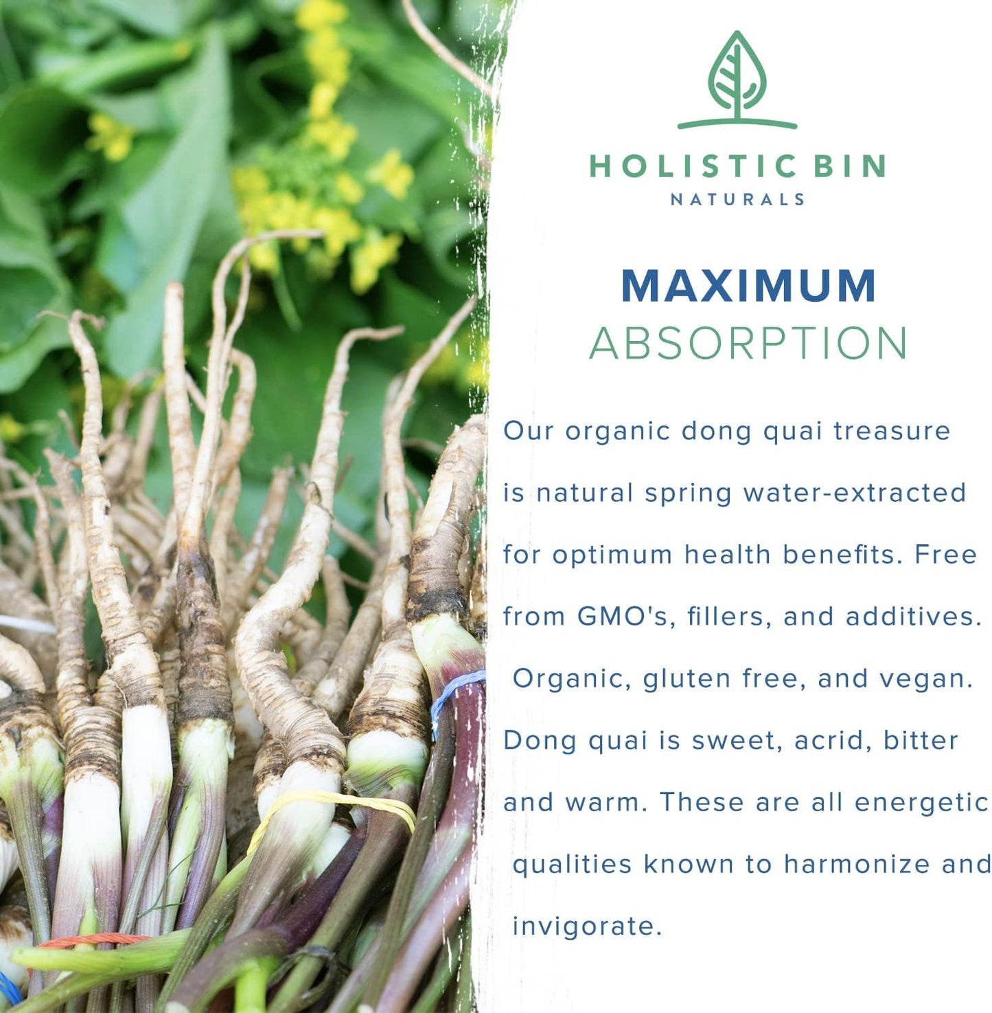 wild-harvested-dong-quai-root-powder-extract-from-japan---female-ginseng-for-womens-health-support-4
