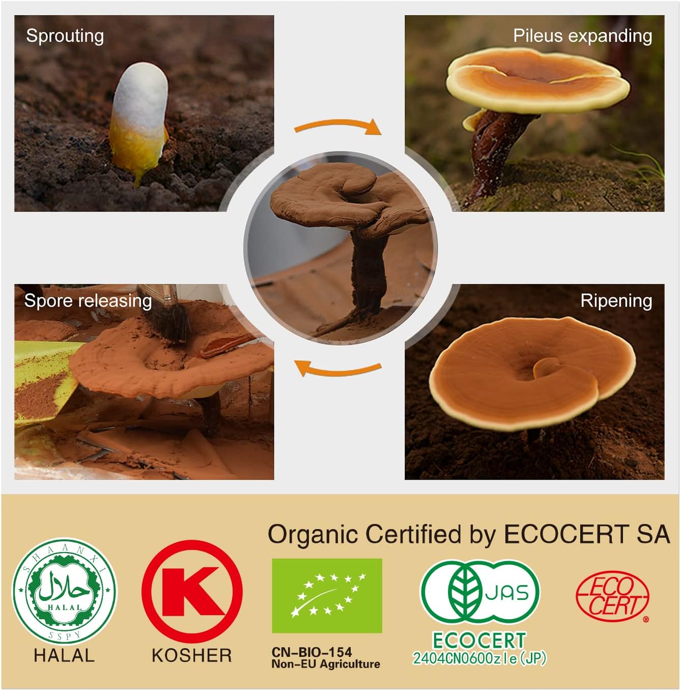premium-ganoherb-reishi-mushroom-capsules-and-spore-oil-supplement-for-immune-support-and-overall-wellness-2