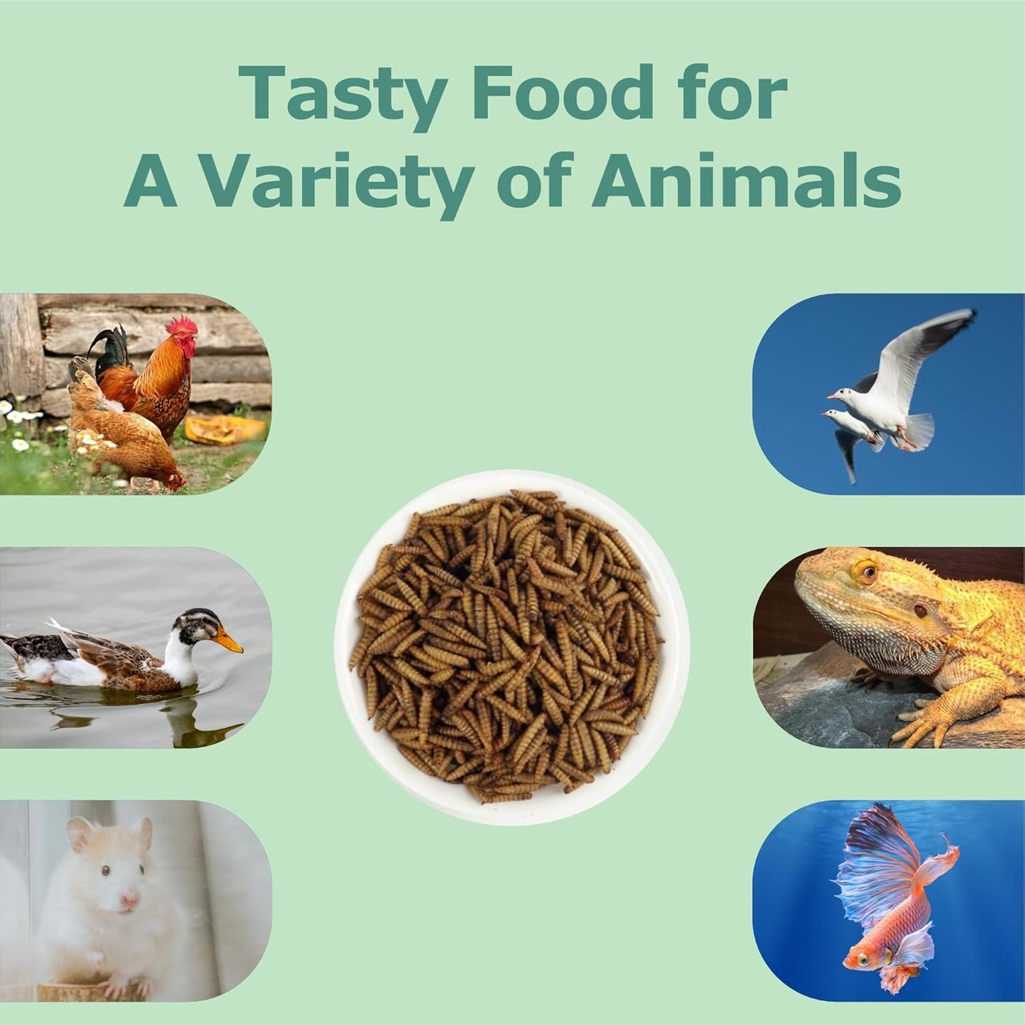 55lb-dried-black-soldier-fly-larvae-high-protein-chicken-feed-with-more-calcium-than-mealworms---poultry-treat-5