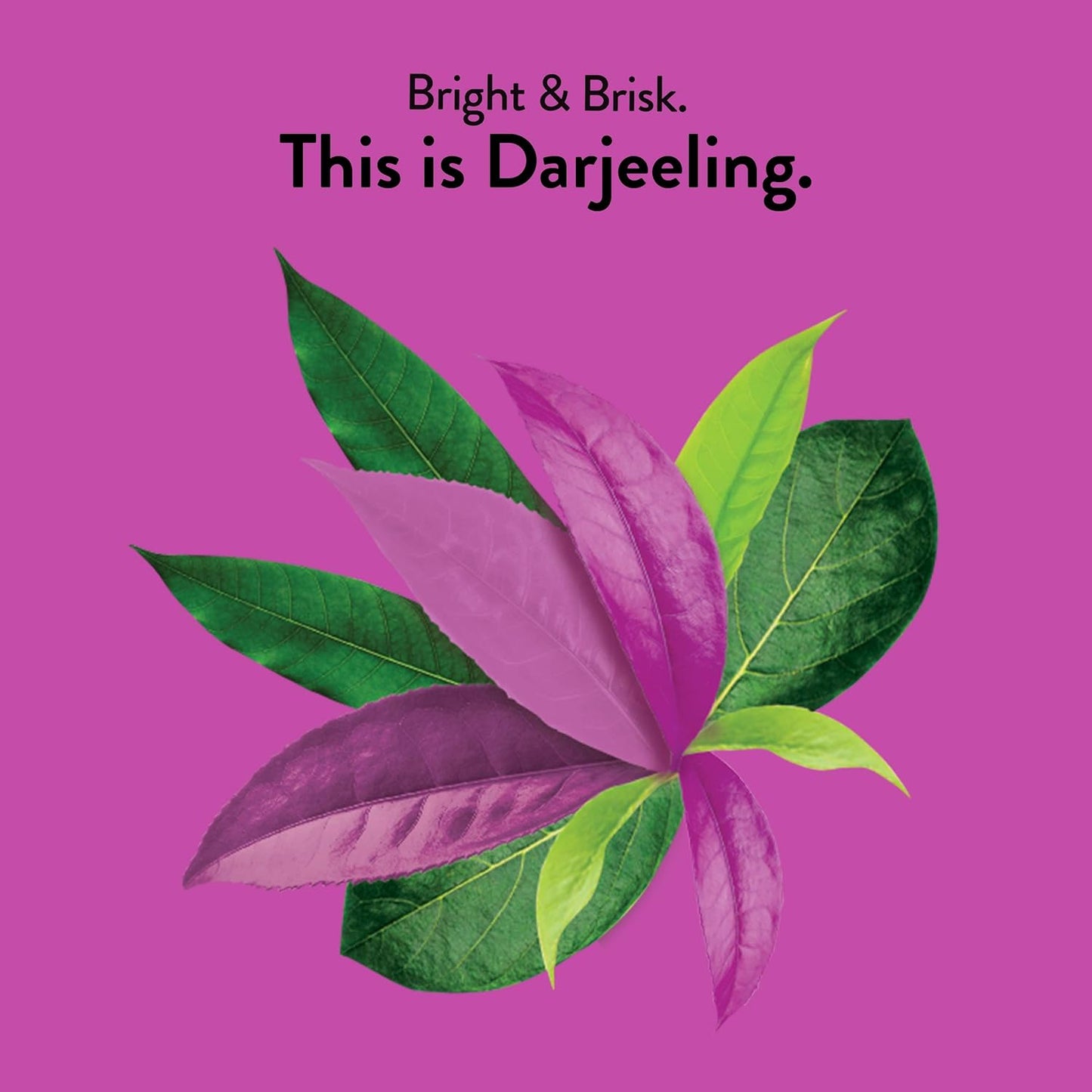 organic-darjeeling-tea-6-pack---fair-trade---compostable---contains-caffeine---96-black-tea-bags---choice-organic-teas-2