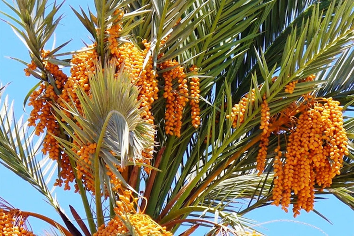 fresh-harvest-california-medjool-dates---5lb-reclosable-bags-naturally-grown-in-california-by-primal-harvest-4