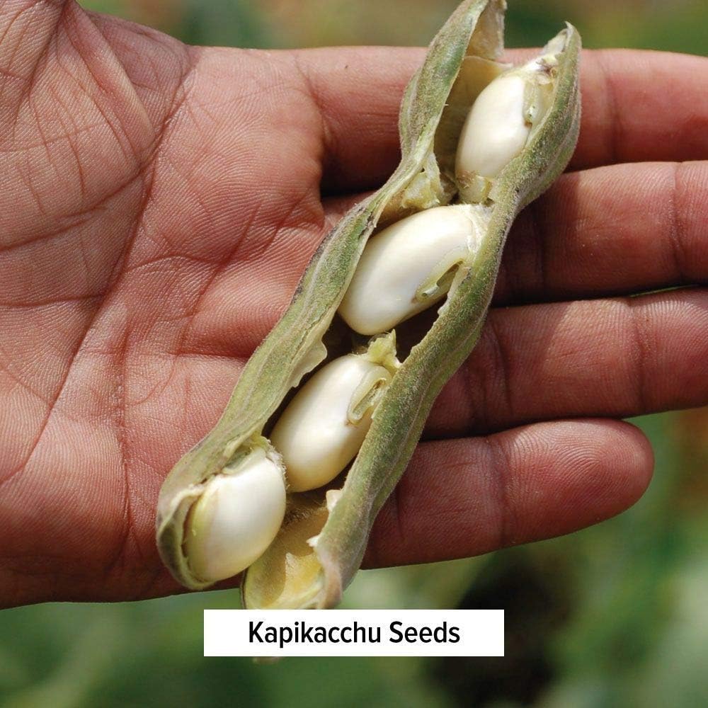 organic-kapikacchu-mucuna-pruriens-herbal-powder---energizing-supports-nervous-reproductive-systems---l-dopa-rich---spice-jar---non-gmo-vegan-5