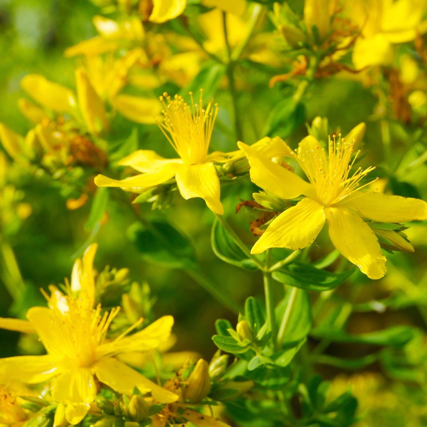 1000-seeds-of-yellow-st-johns-wort-perennial-hypericum-perforatum-for-planting---outsidepride-1