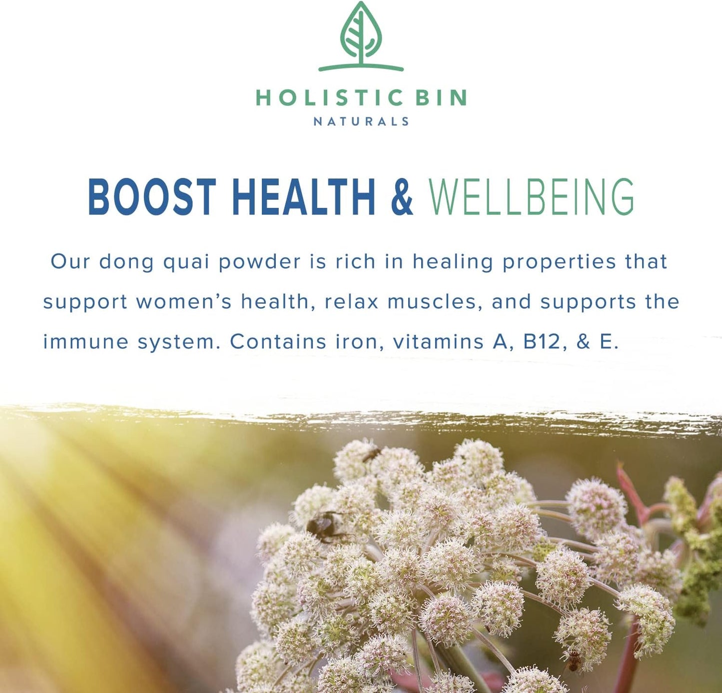 wild-harvested-dong-quai-root-powder-extract-from-japan---female-ginseng-for-womens-health-support-2
