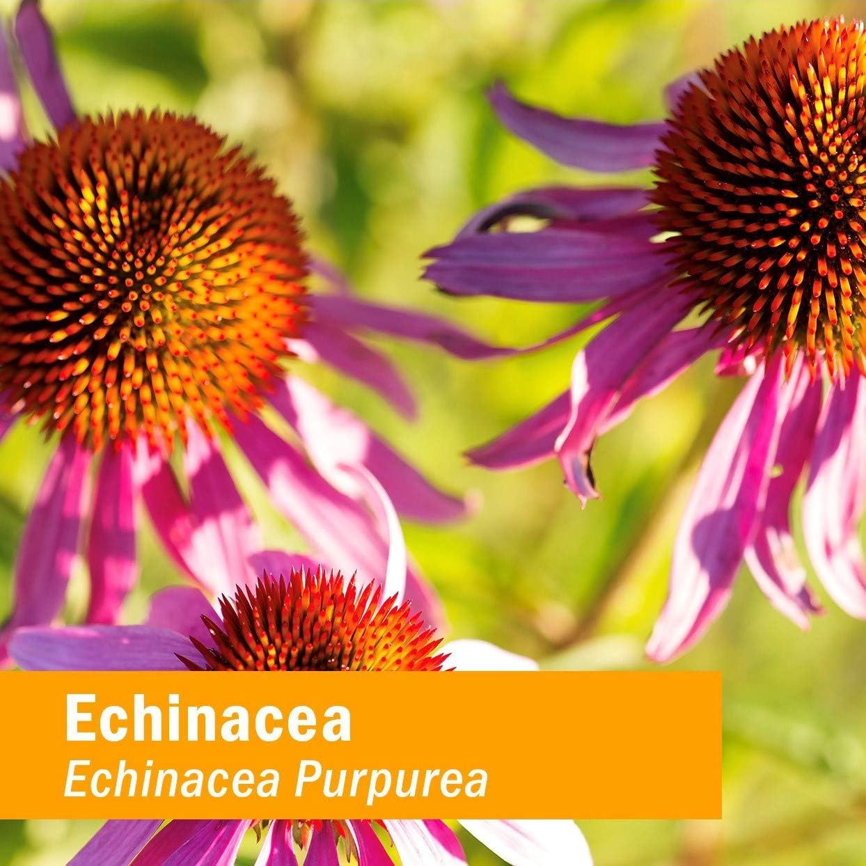 certified-organic-alcohol-free-kids-echinacea-liquid-extract-by-herb-pharm---4-oz-10