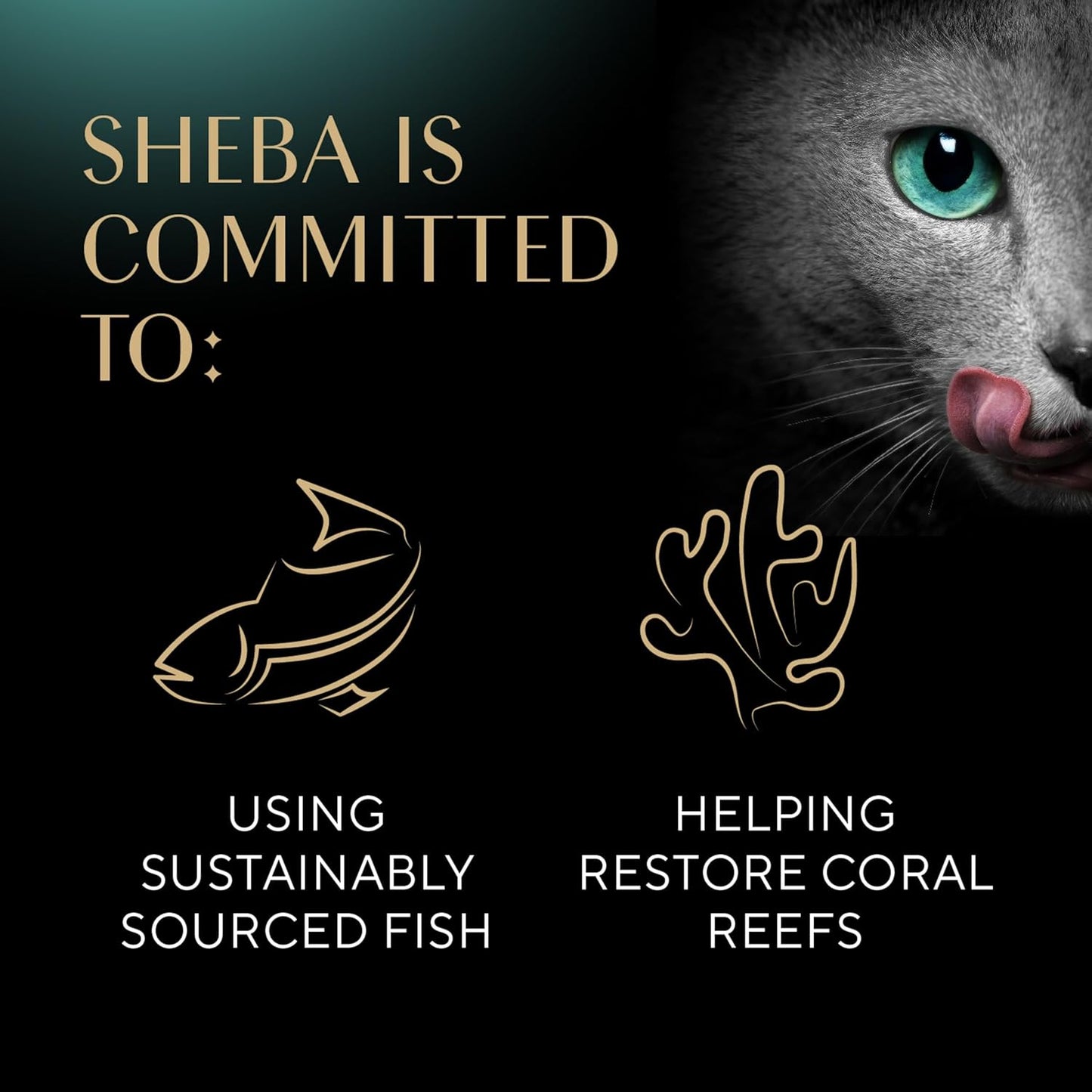 sheba-perfect-portions-wet-cat-food-pate-variety-pack---sustainable-salmon-signature-seafood-white-fish-tuna---26-oz-twin-pack-trays---24-count-48-servings-7