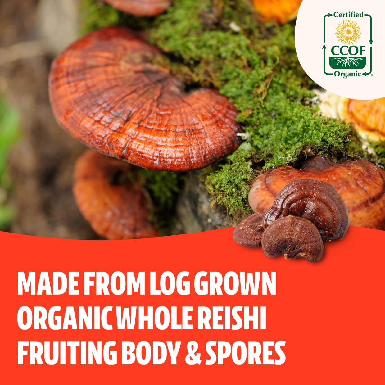 freshcap-mushrooms-adaptogen-bundle---reishi-and-cordyceps-capsules-for-immune-support-and-energy-boost-4