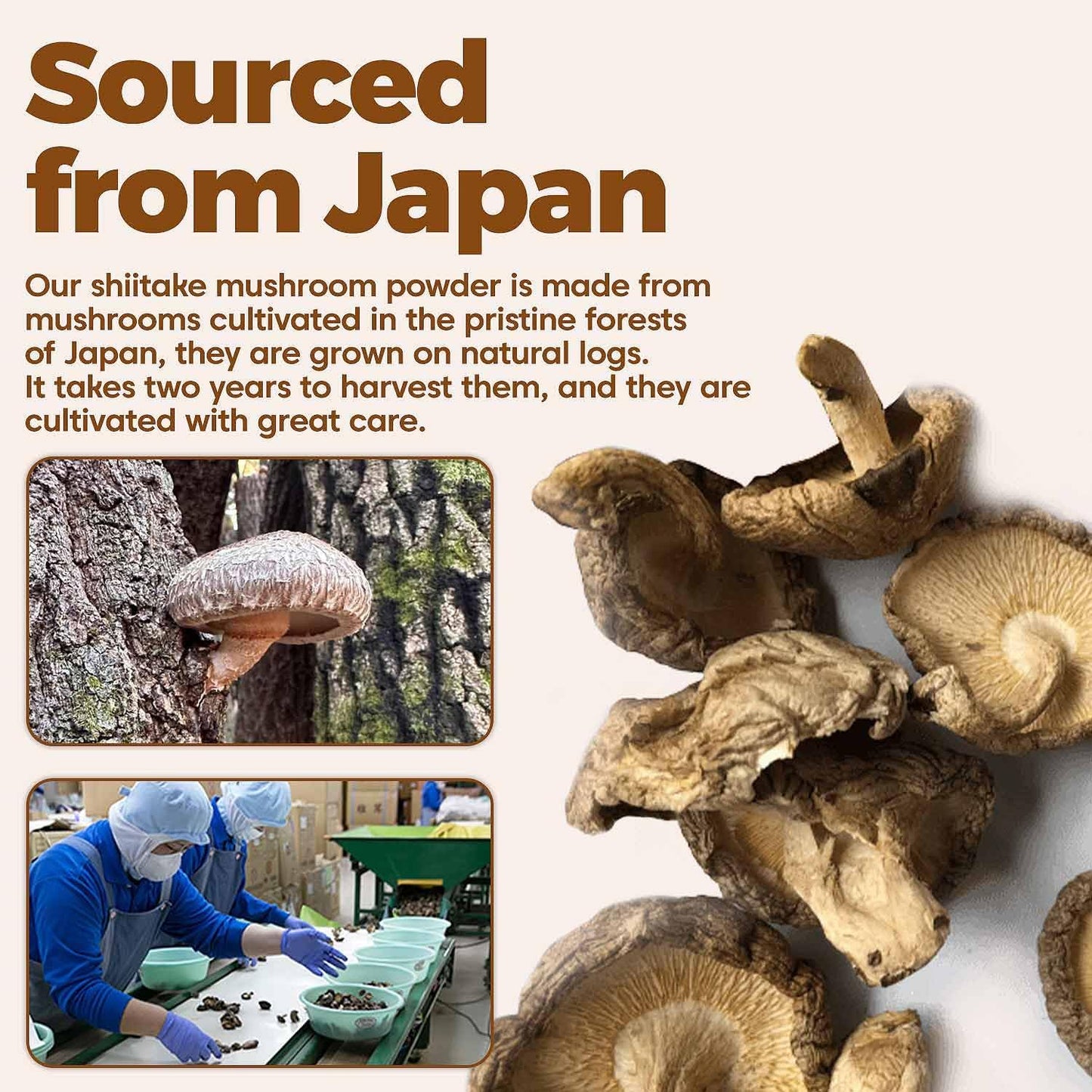Organic Japanese Shiitake Mushroom Powder - Umami Seasoning for Cooking, 2.1 Oz (60g), Gluten-Free & Vegan - No Additives - Ideal for Soups - Espot.com.au