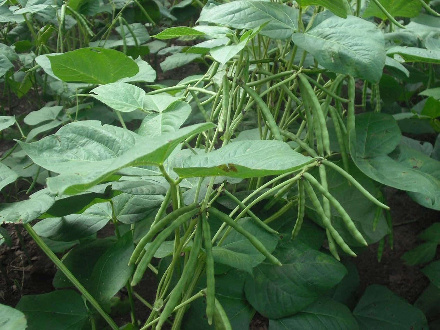 organic-mung-beans-8oz---non-gmo-whole-dried-green-gram---sproutable-kosher-sirtfood---high-fiber-protein-7