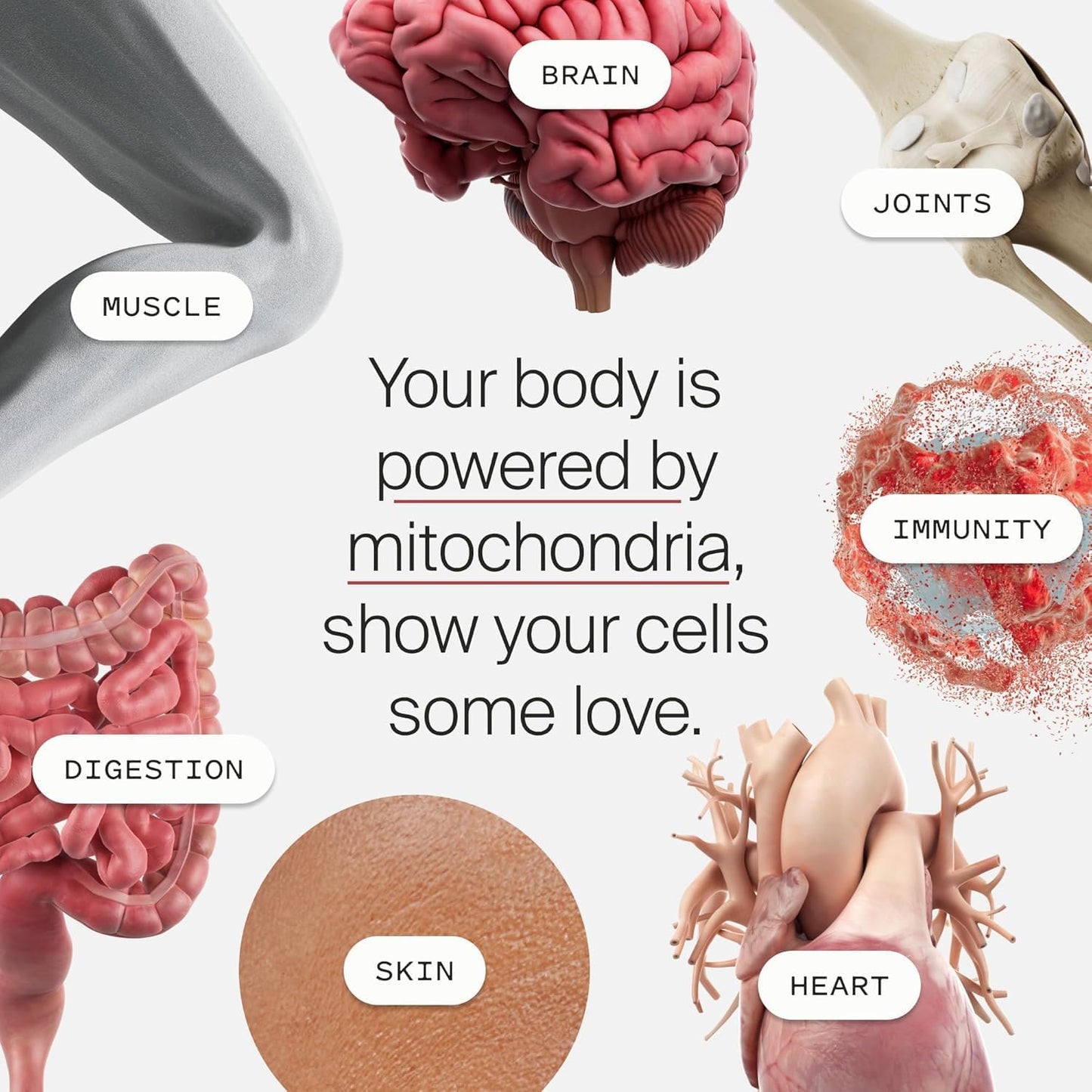 Mitopure Urolithin A Supplement for Healthy Aging & Cellular Renewal - Muscle Strength & Longevity - 30 Sachets - Espot.com.au