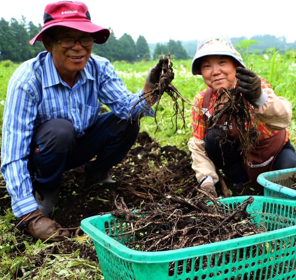 Korean Black Ginseng and White Platycodon Extract with Panax Ginseng for Energy and Immune Support - Ginseng Honey Sticks - Espot.com.au