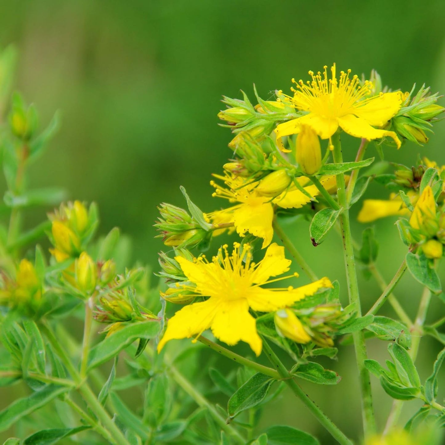 1000-seeds-of-yellow-st-johns-wort-perennial-hypericum-perforatum-for-planting---outsidepride-4