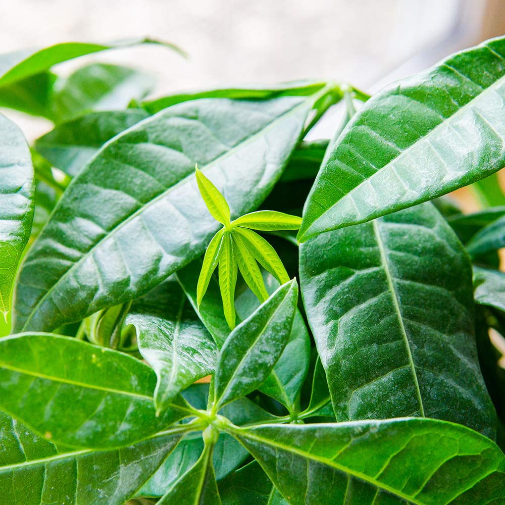 premium-liquid-money-tree-fertilizer---8oz-concentrated-pachira-aquatica-fertilizer-for-indoor-outdoor-use---ideal-for-containerized-money-trees-4