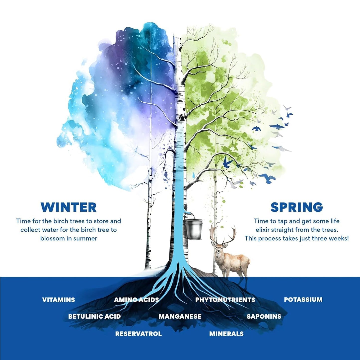 usda-organic-nordic-tree-water-birch-sap-with-electrolytes-minerals-prebiotics-and-vitamins---sustainable-hydration-from-finland---bpa-free-tetra-pak---low-calorie-alternative-to-coconut-water-8