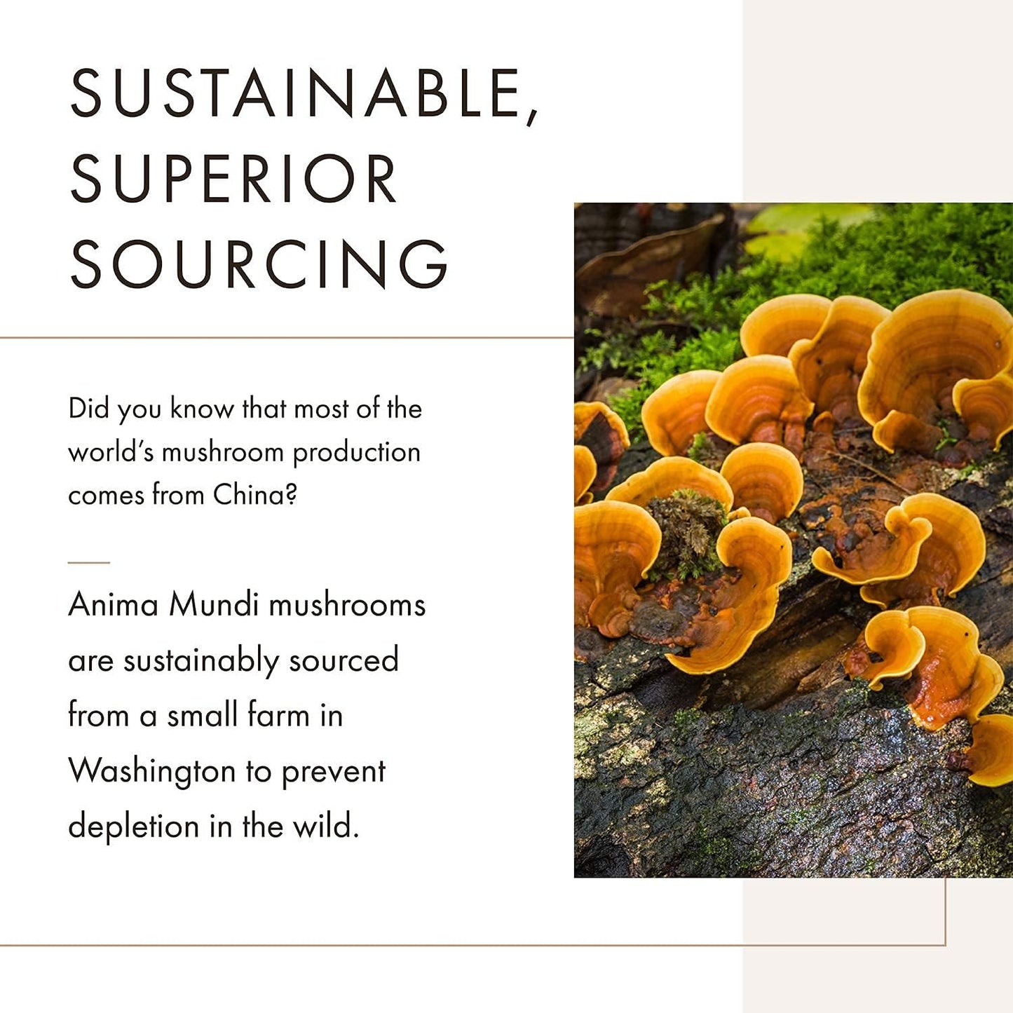 organic-chaga-mushroom-powder-for-immune-system-support---anima-mundi-apothecary---5oz-chaga-extract-powder-for-tea-coffee---anima-mundi-supplements-2