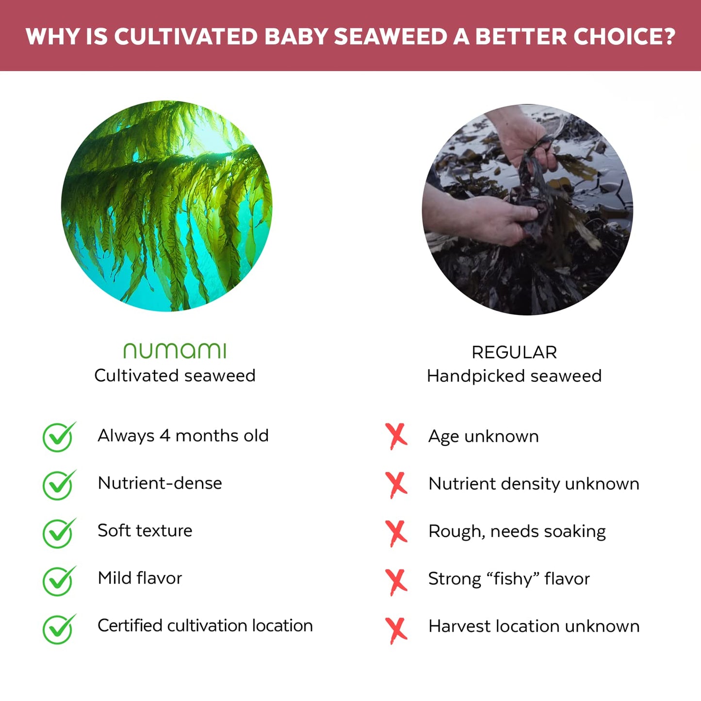 organic-atlantic-dulse-flakes---premium-quality-young-baby-seaweed-from-north-atlantic-vacuum-dried-for-soft-texture-mild-taste-packed-with-vitamins-minerals-30-servings-7