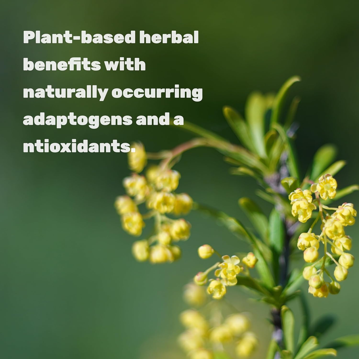 Berberine Yohimbine Supplement 500mg 120 Veggie Capsules - Root & Bark Extracts - High Absorption HCl Forms - Non-GMO, Vegan - Espot.com.au