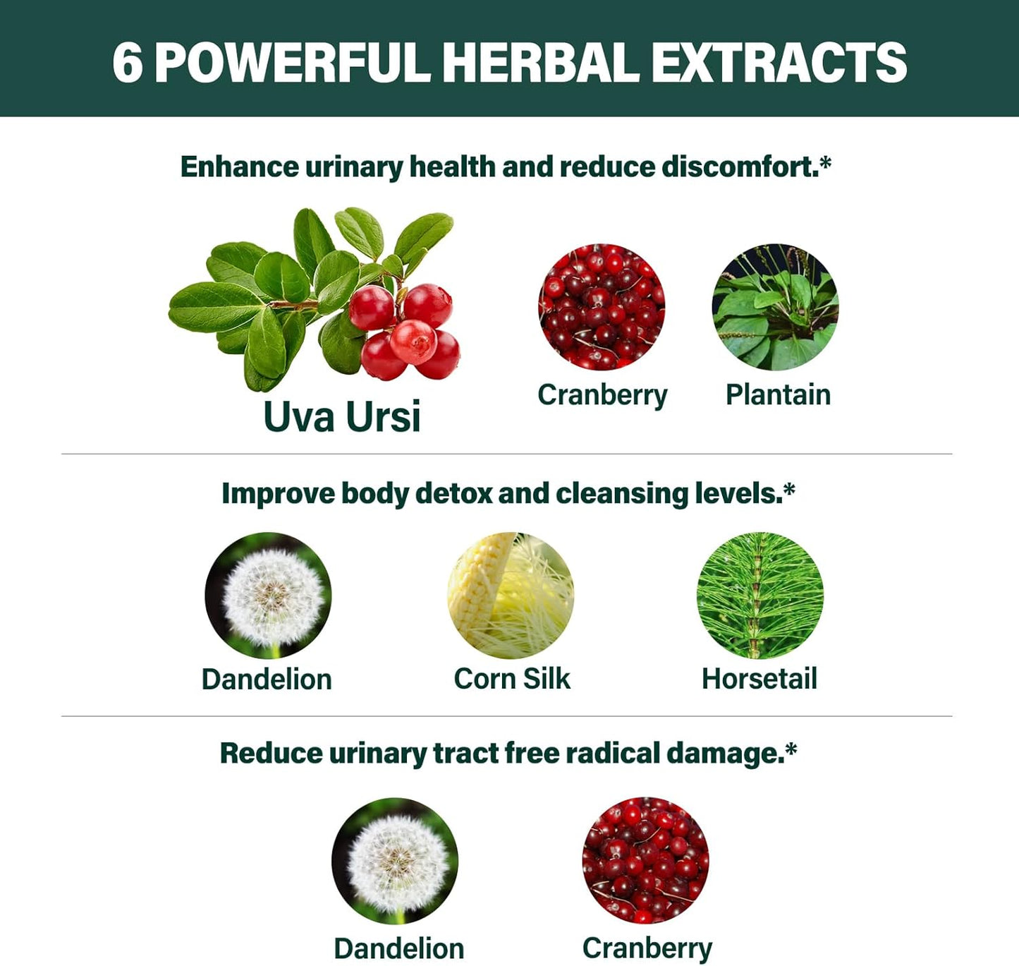 herbal-liquid-drops-with-uva-ursi-extract-for-urinary-health---2oz-bottle---natural-diuretic-and-detoxifier-to-combat-free-radicals-4