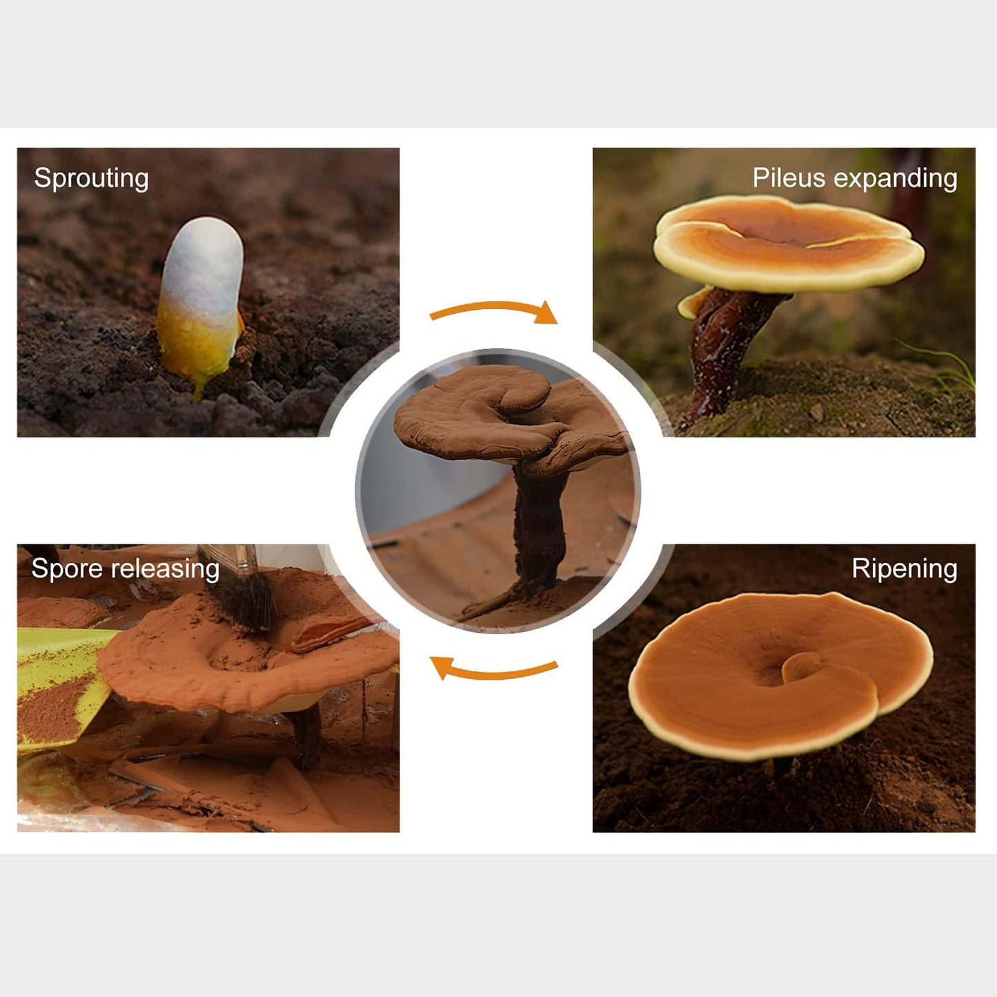 premium-ganoherb-reishi-mushroom-capsules-and-spore-oil-supplement-for-immune-support-and-overall-wellness-6