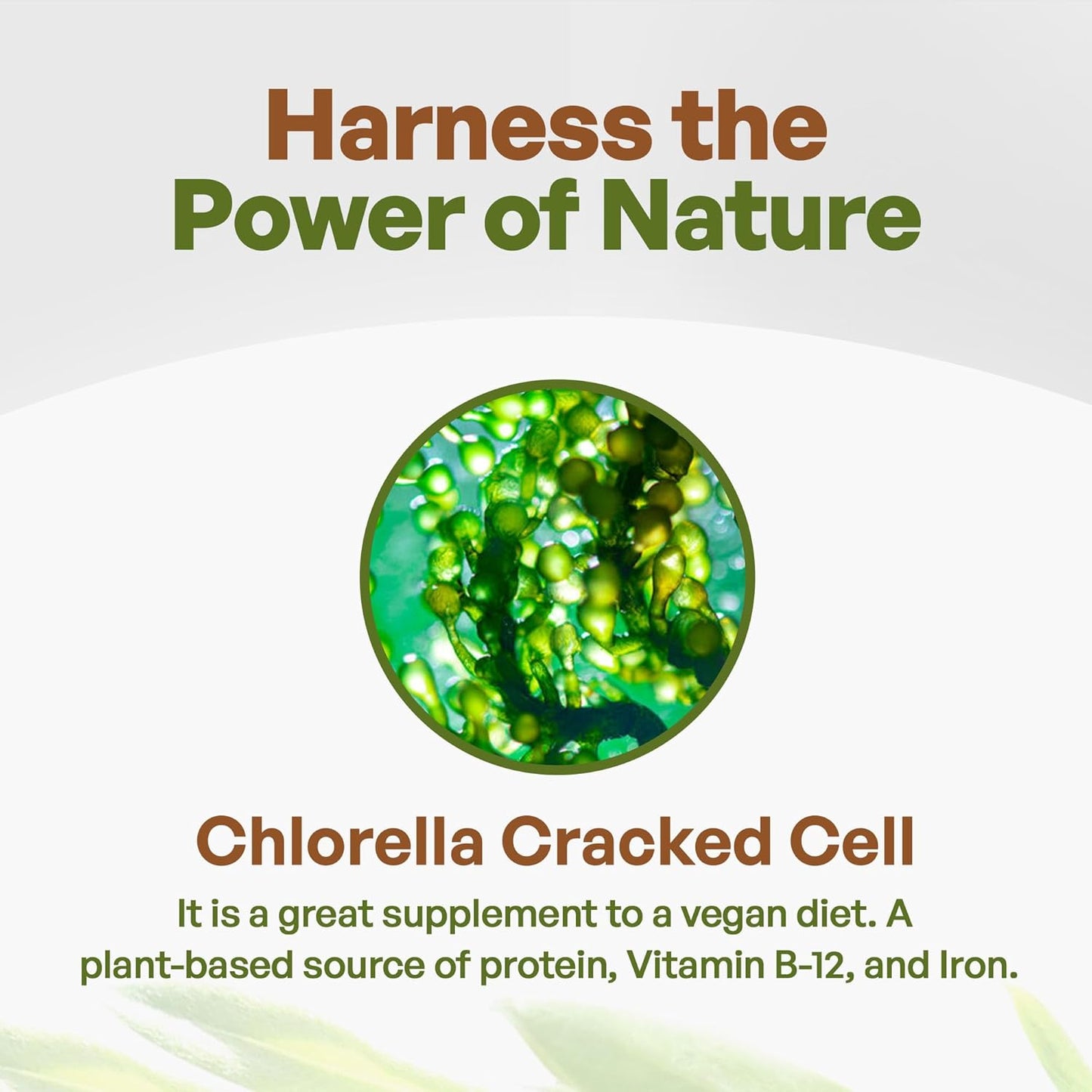 Chlorella Greens Superfood Powder - Pure Green Powder with Vitamins, Minerals, Antioxidants, Non-GMO, Vegan, 16 oz - Espot.com.au