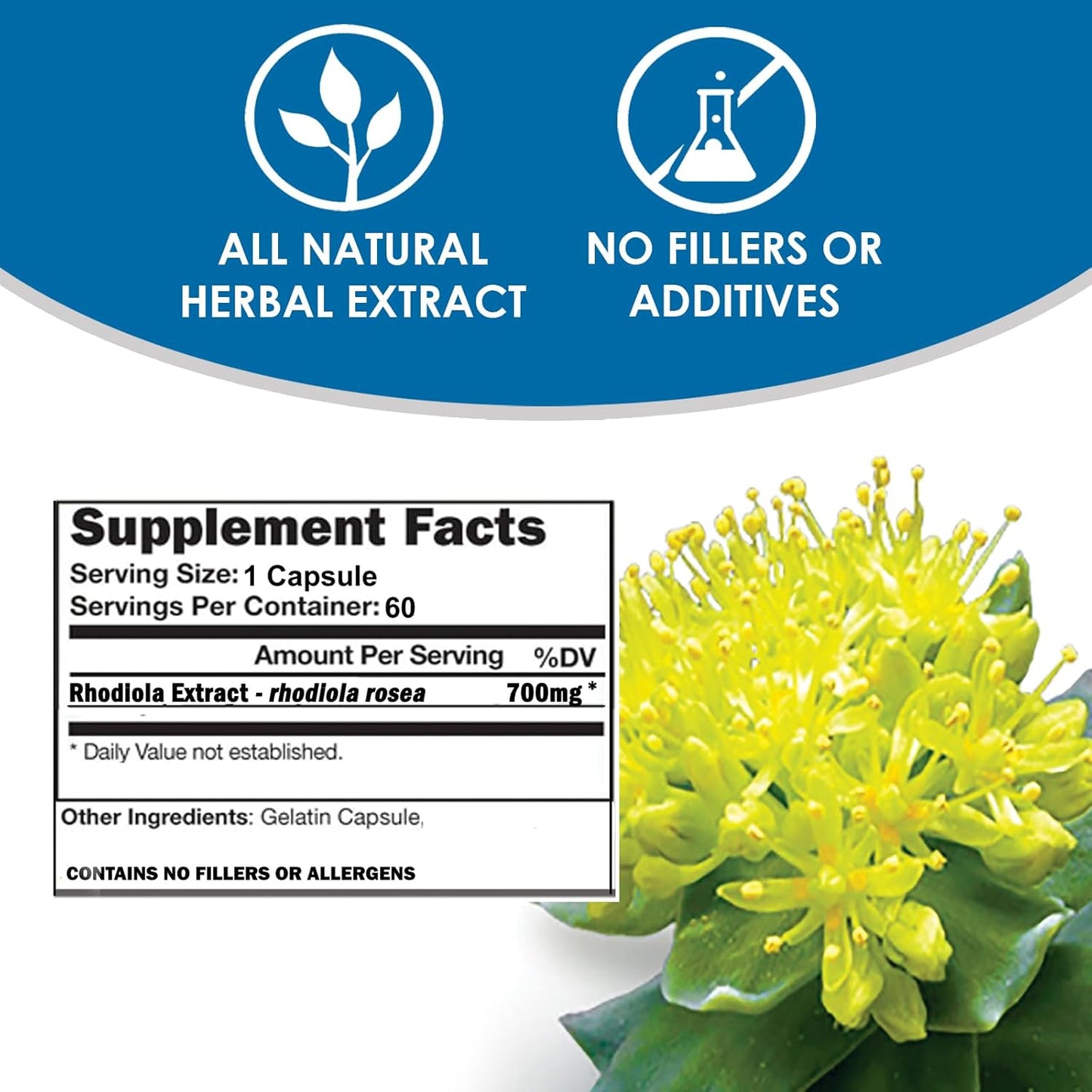 RHODIOLA Rosea Supplement - 60 Capsules | 3% Salidrosides Extract | VH Nutrition Standardized Formula - Espot.com.au