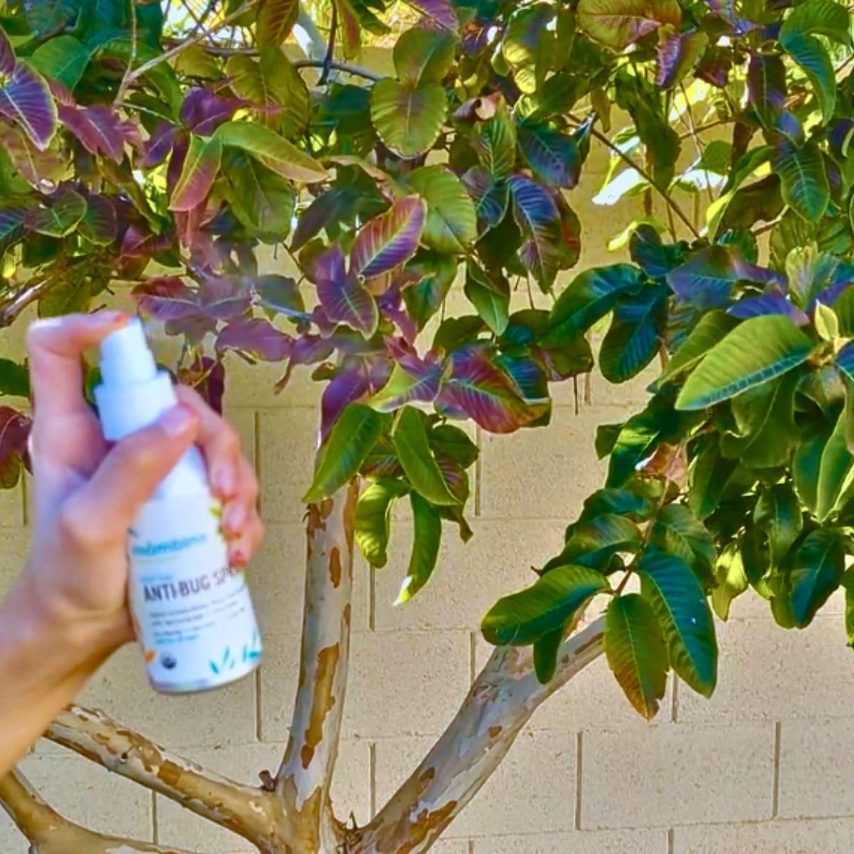 DEET-Free Organic Bug Spray Travel Size with Essential Oils for Babies, Kids, Adults - Bug Repellent for Camping - Mambino Organics 2.7 Oz - Espot.com.au