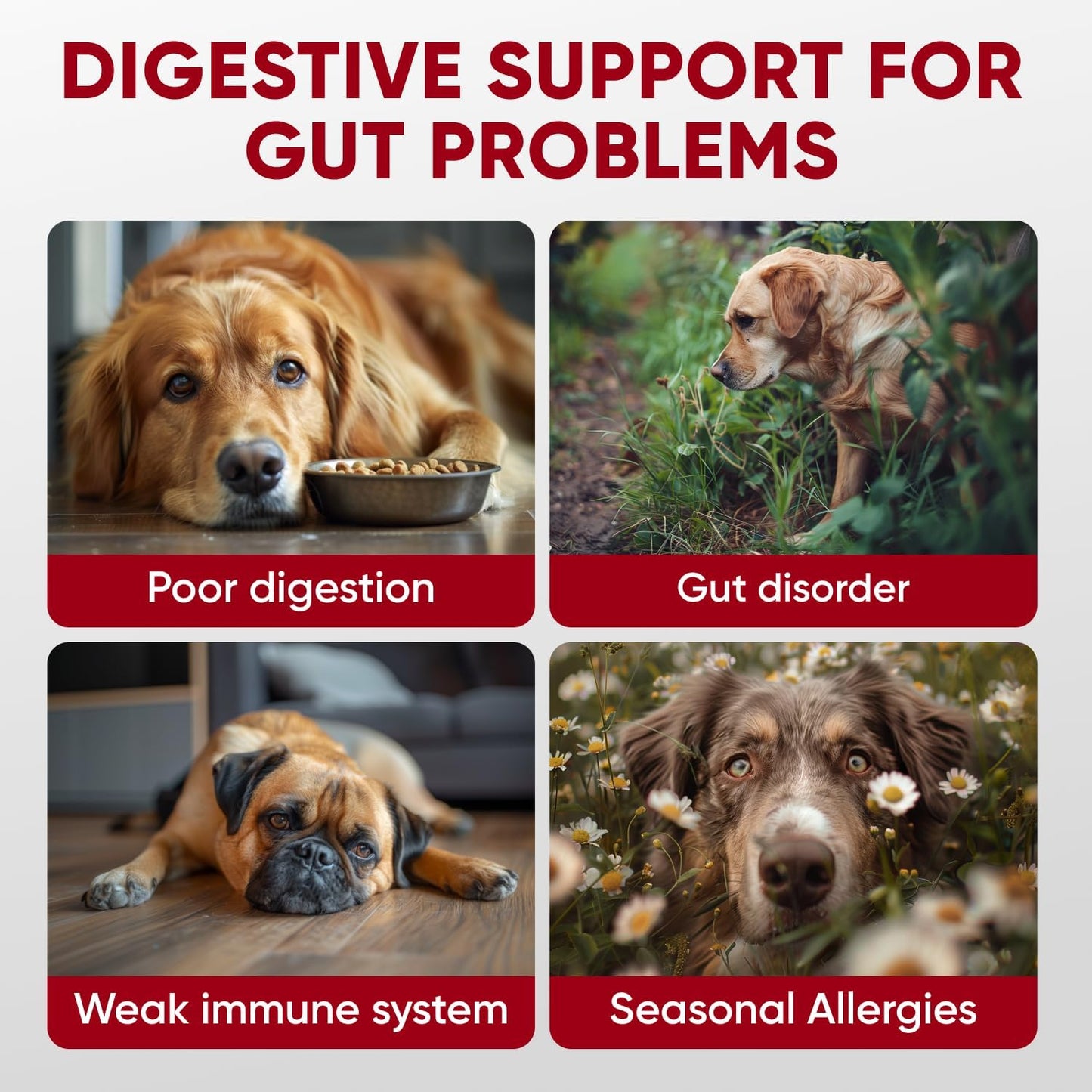 pawzitive-pets-probiotics-enzymes-soft-chews-for-dogs---supports-immune-system-digestion-gut-health---all-breeds-sizes-2