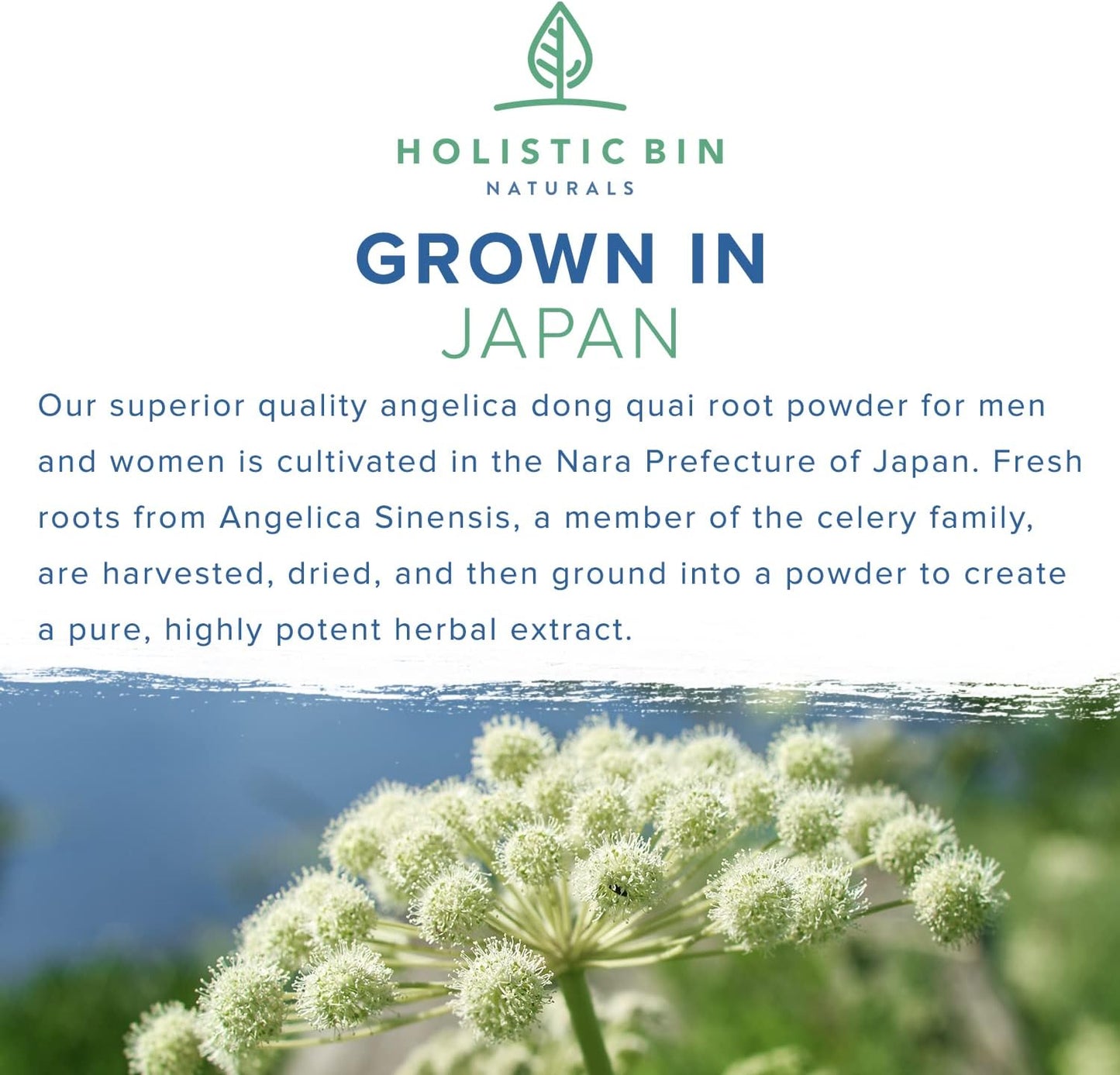wild-harvested-dong-quai-root-powder-extract-from-japan---female-ginseng-for-womens-health-support-5