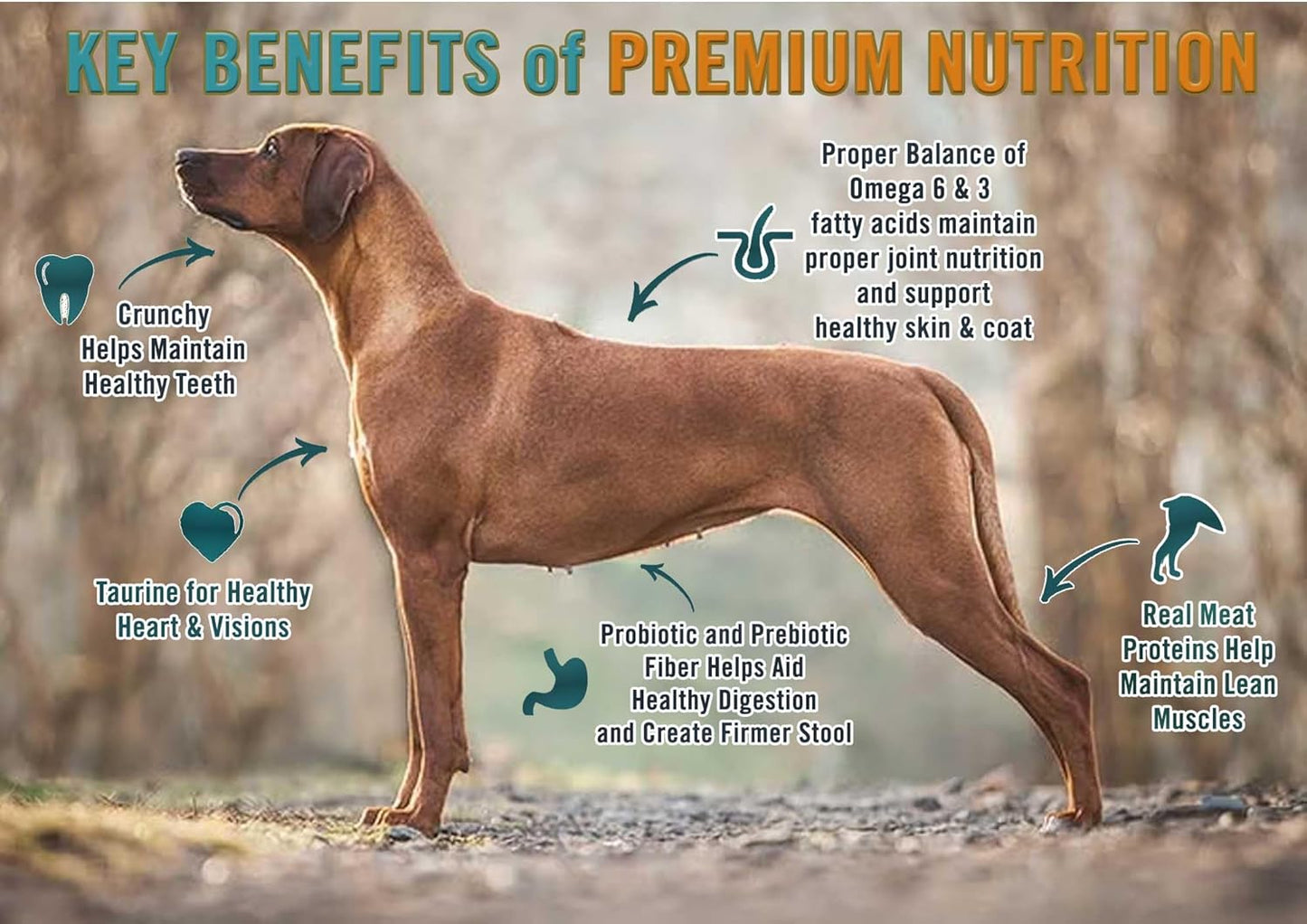 grain-free-chicken-pea-sweet-potato-dry-dog-food---real-ingredients-no-artificial-flavors---all-life-stages---25-lb-bag-4