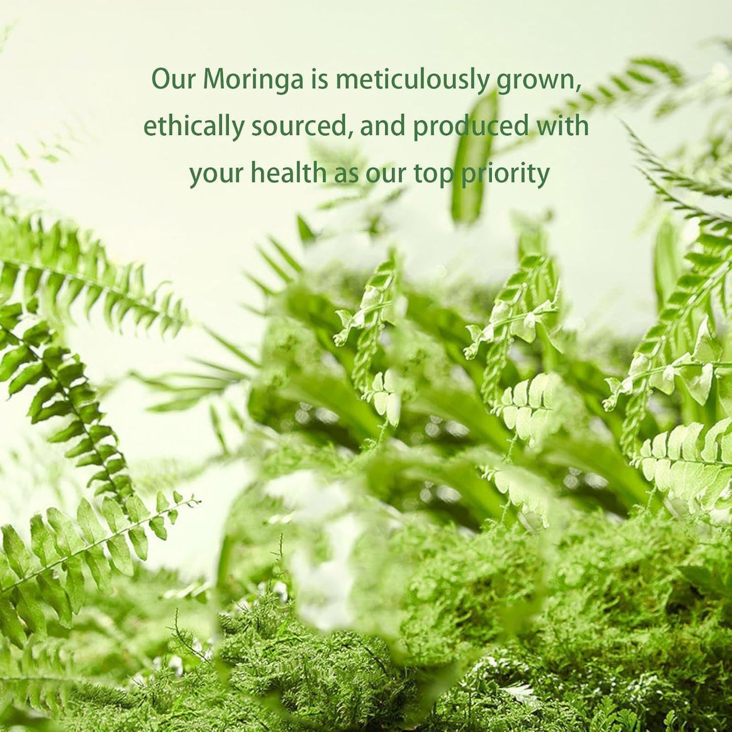 800mg Moringa Powder Capsules - Antioxidant Superfood for Energy, Skin Health & Gut Support - Rich in Vitamins & Amino Acids - Non-GMO, Natural - 60 Capsules
